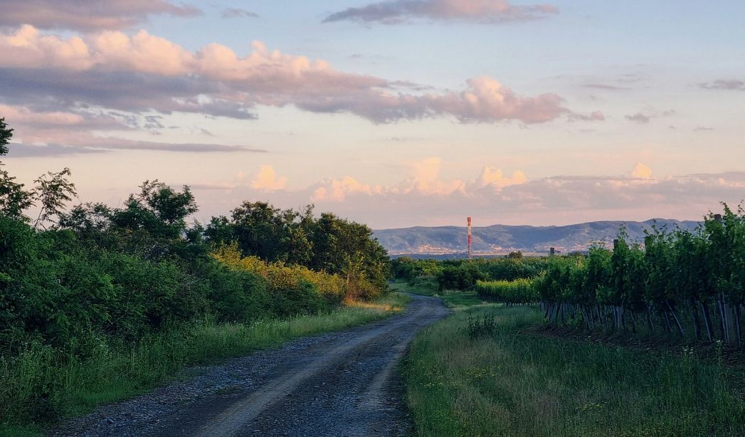 A picturesque dirt road flanked by trees, with hills rising in the distance, representing Virginia Beach's natural outdoor charm.