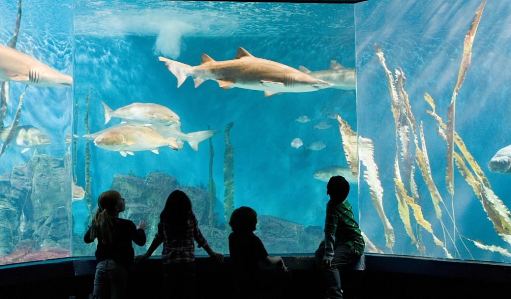 A group of children looking at an aquarium featuring sharks at the Virginia Aquarium & Marine Science Center in Virginia Beach, November.