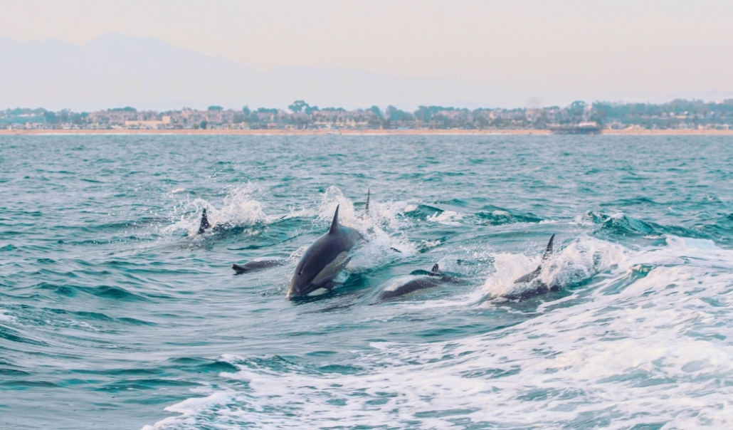 Dolphins swimming gracefully in the ocean, highlighting Virginia Beach's popular dolphin watching and eco-tourism activities.