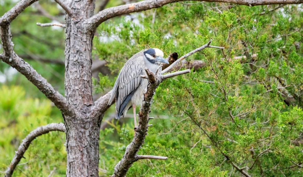A bird resting on a tree branch, surrounded by nature at Pleasure House Point Natural Area, Virginia Beach.