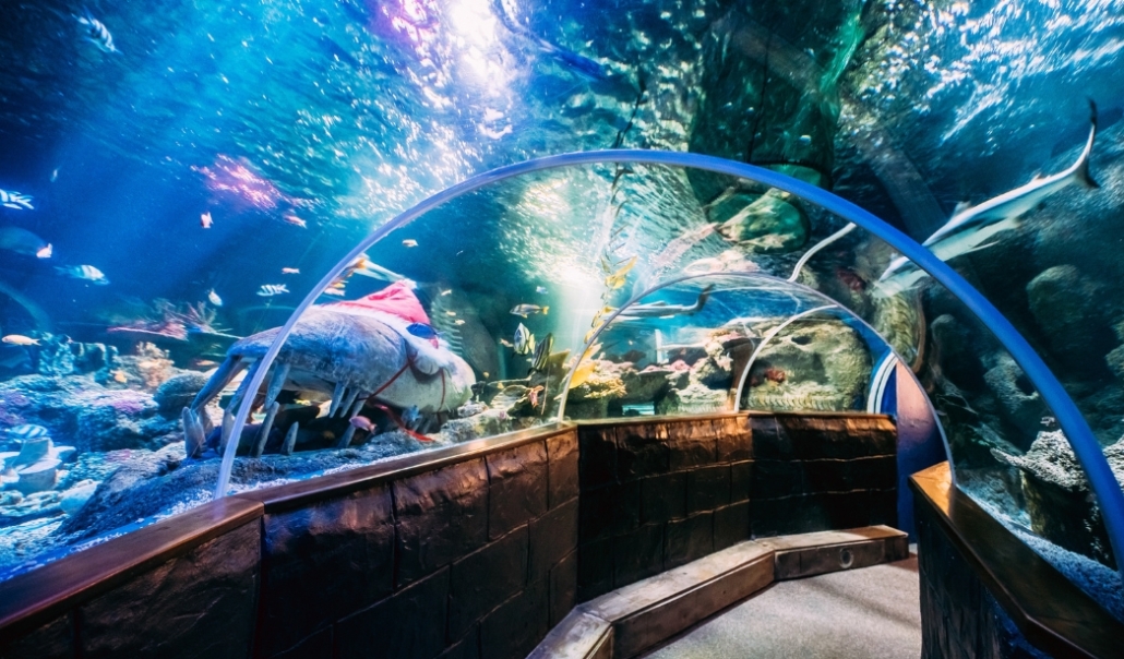 The Virginia Aquarium at the Virginia Beach showcases diverse marine life and educational exhibits for visitors.