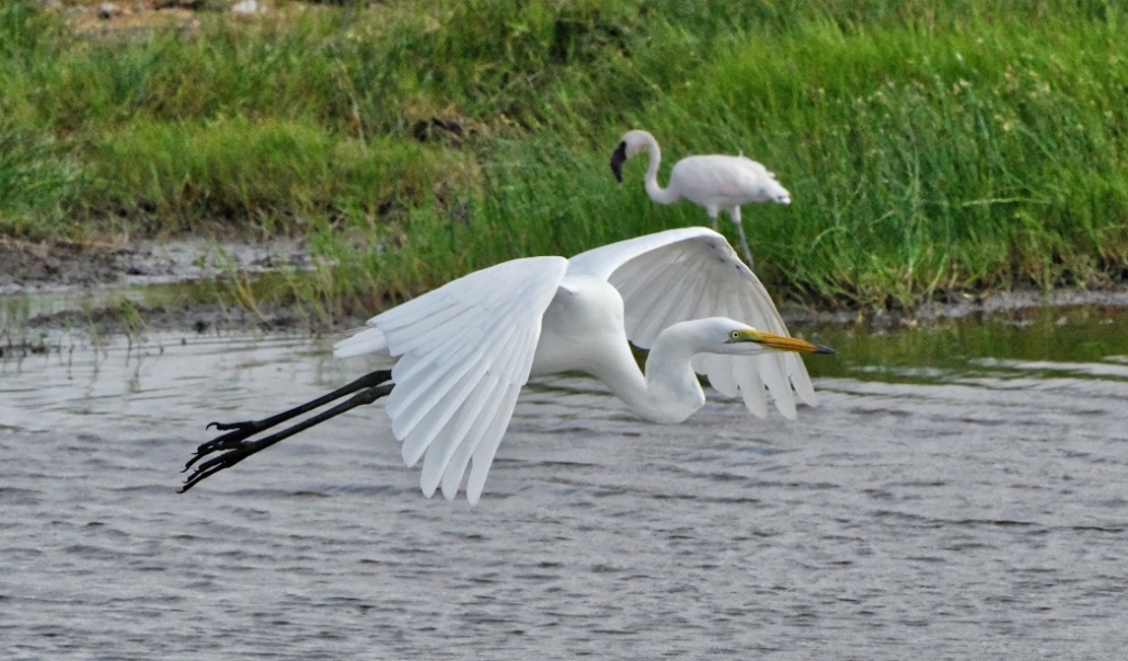 Great egret and heron standing in the water at Back Bay National Wildlife Refuge, Virginia Beach, in January.