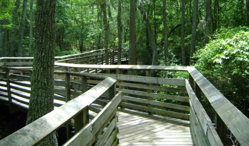 A wooden path leads through the winter woods of First Landing State Park in Virginia Beach, taken in January.