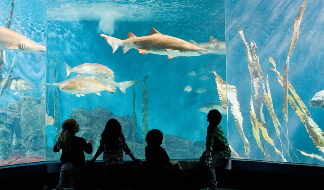 Children observe sharks swimming in an aquarium at the Virginia Aquarium & Marine Science Center in Virginia Beach, January.