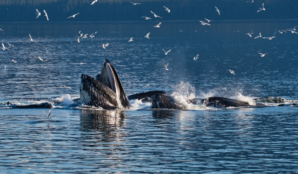 A pair of humpback whales surfacing in the Virginia Beach wilderness, observed on a January whale watching excursion with Rudee Tours.